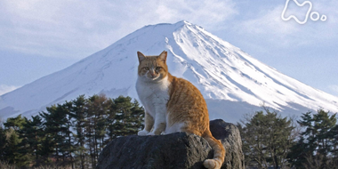 Yamanashi