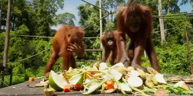 Orangutans