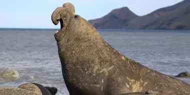 The Elephant Seal