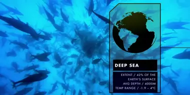 The Deep Sea