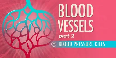 Blood Vessels, Part 2