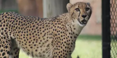 A Cheetah's Greatest Race