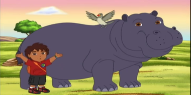 Diego Reunites Hippo & Oxpecker