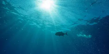 The Fish In The Sea