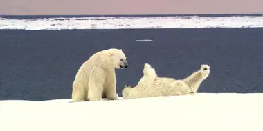 Polar Bears Rolling Around