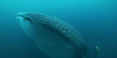 Whale Sharks: Gentle Giants