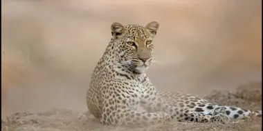 The Leopard Who Changed Her Spots