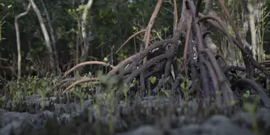 Mud and Mangroves