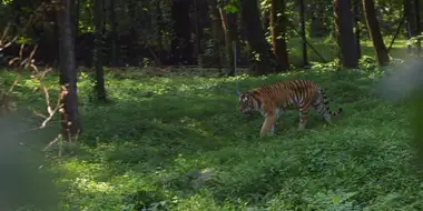 The Tiger's Dance