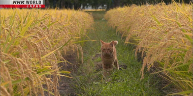 Tsugaru: A Playful Autumn