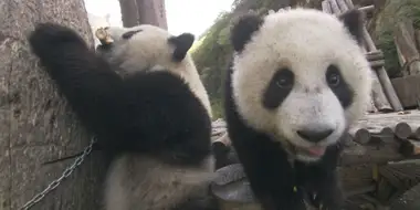 Two Panda Bears are Better Than One