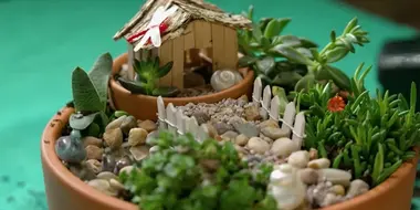Episode 31 Bird Box; Habitat, Miniature Garden & Compost