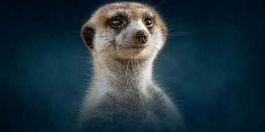 Meerkat