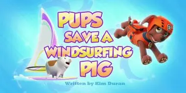 Pups Save a Windsurfing Pig