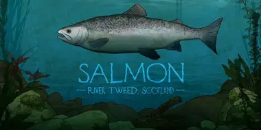 Salmon: River Tweed, Scotland