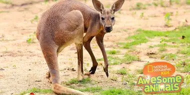 Kangaroo Kaos