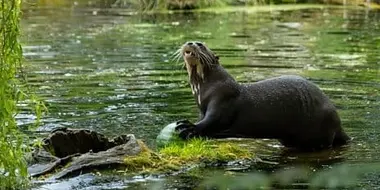 Baboon and Giant Otter