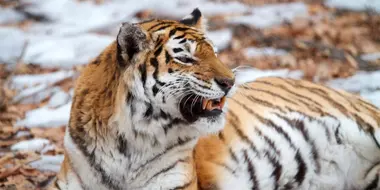 Siberian Tiger Quest