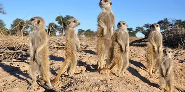 A Meerkat's Tale