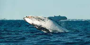 Humpback Song