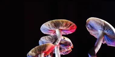 Can Psychedelics Cure?