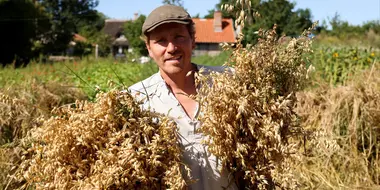 Windmill and Oat Harvest