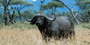 Buffalo: The African Boss