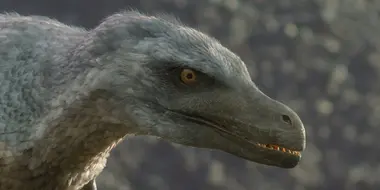 Uncovered: Did Velociraptor Have Feathers?