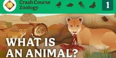 What is an Animal?