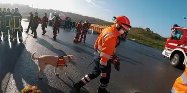 Rescue after a traffic accident | Exercise with the high-altitude rescuers and the rescue dog squad