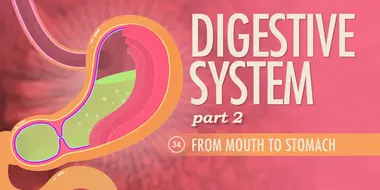 Digestive System, Part 2