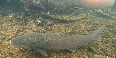 Catching Giant Fish at Lake Shumarinai