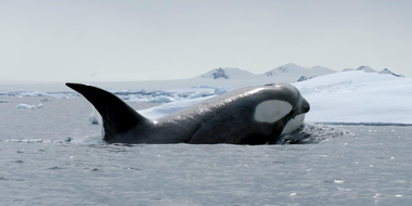 Expedition Killer Whale