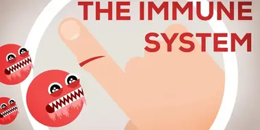 The Immune System Explained I — Bacteria Infection