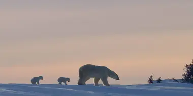Kingdom of the Polar Bears: Episode 1