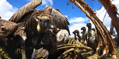 Vultures: Beauty in the Beast