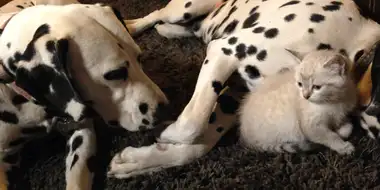 Cheetah Cub, Puppy Love