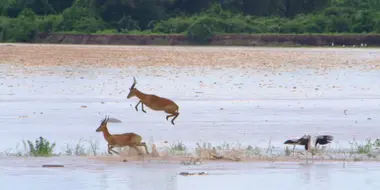 Luangwa River