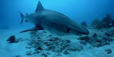 Bahamas Shark Lab