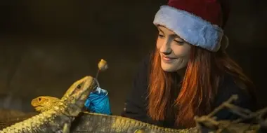 The Secret Life of the Zoo at Christmas 2017