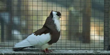 Pigeon Pincher