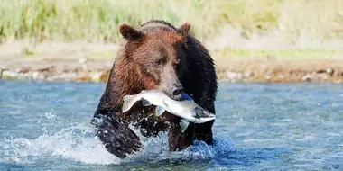 Grizzlies of Alaska