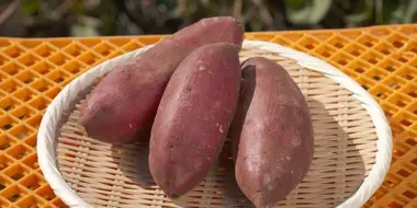 SWEET POTATO