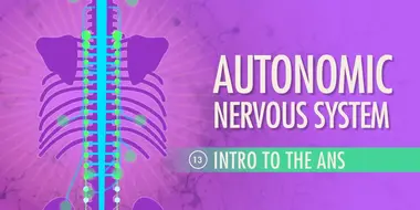 Autonomic Nervous System