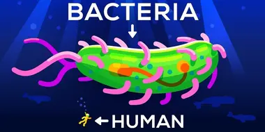 How Large Can a Bacteria get? Life & Size 3