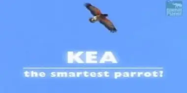 Kea - The Smartest Parrot