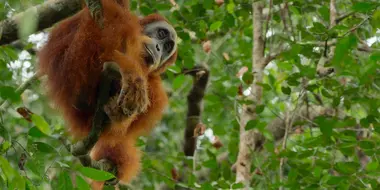 Gunung Leuser, Indonesia