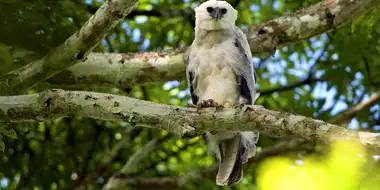 The Monkey-Eating Eagle of the Orinoco