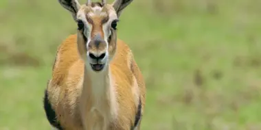 Thomson's Gazelle