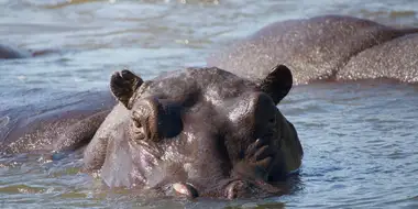 Hippos: Africa's River Giants